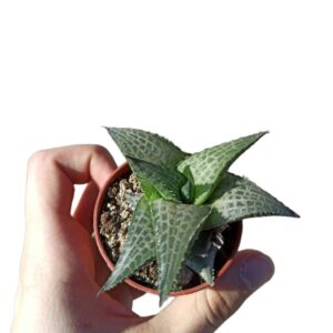 Haworthia Venosa var. Tessellata ø5cm