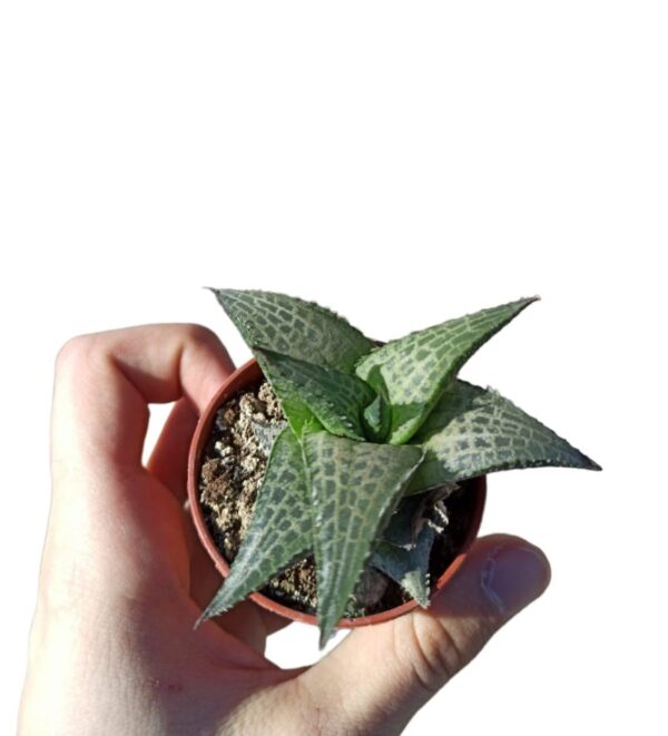 Haworthia Venosa var. Tessellata ø5cm