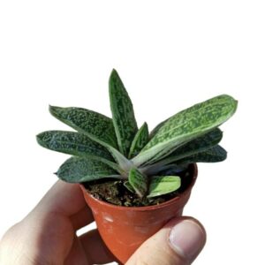 Gasteria batesiana cv. Little Warty ø5cm