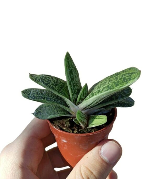 Gasteria batesiana cv. Little Warty ø5cm