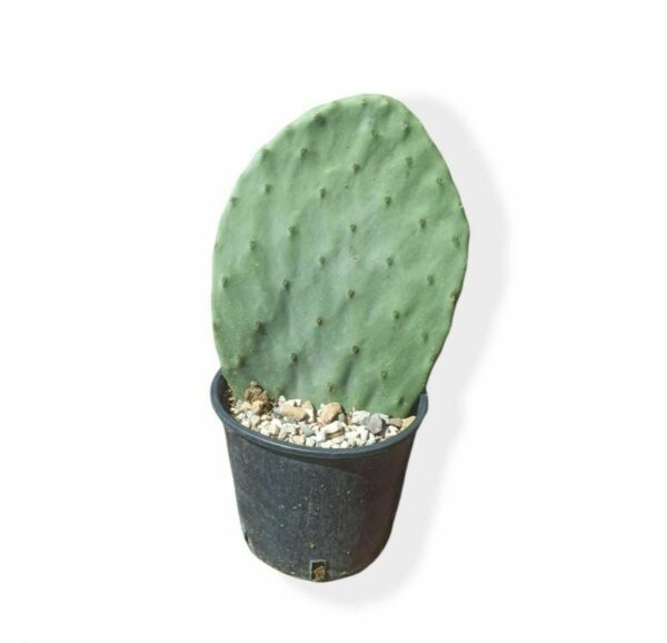 Opuntia Ficus Indica ø20cm