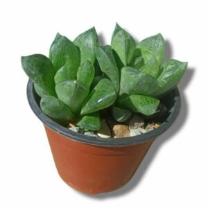 Haworthia Cymbiformis ø10cm
