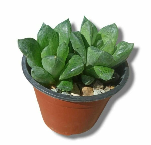 Haworthia Cymbiformis ø10cm