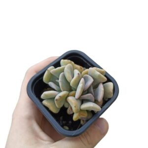 Echeveria "Snow elf" ø7cm
