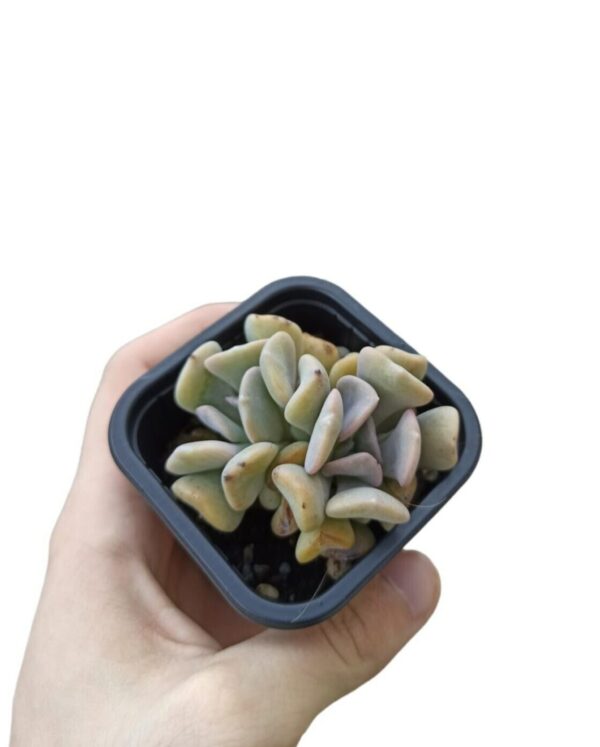 Echeveria "Snow elf" ø7cm