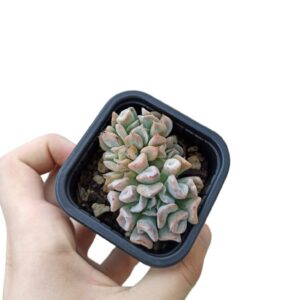 Echeveria var. Pig Nose "korean form" ø7cm
