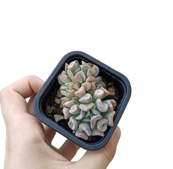 Echeveria var. Pig Nose "korean form" ø7cm