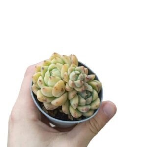 Echeveria Pink Berry ø7cm
