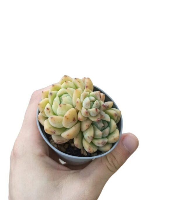 Echeveria Pink Berry ø7cm