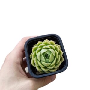 Echeveria var. Elegans ø7cm