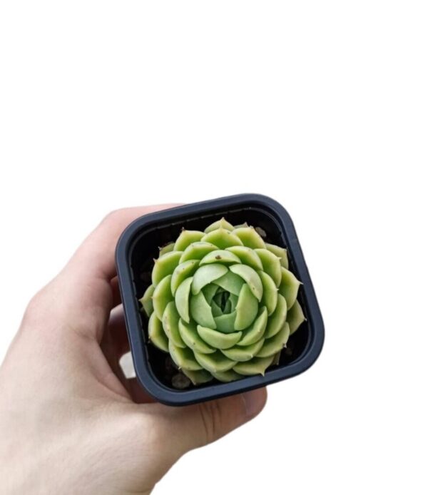 Echeveria var. Elegans ø7cm