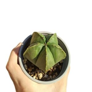 RARA: Astrophytum Myriostigma Nudum hybrid pot10cm Cactus Succulent Kakteen Kaktus
