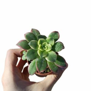 Aeonium Haworthii "Kiwi" f. Variegata ø5cm