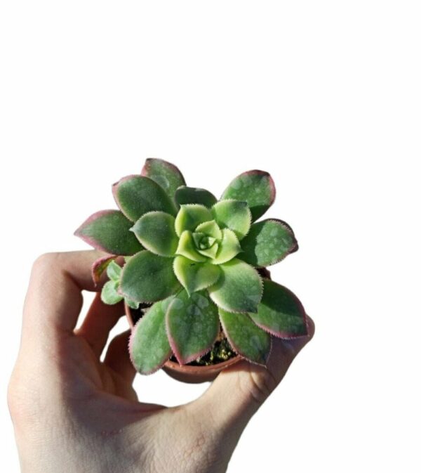 Aeonium Haworthii "Kiwi" f. Variegata ø5cm