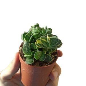 Gasteria Minima f. Variegata ø7cm