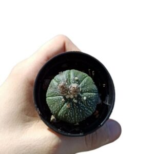 Astrophytum Asterias hybrid ø6cm