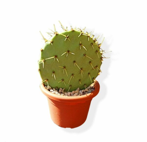 Opuntia Ficus Indica ø20cm