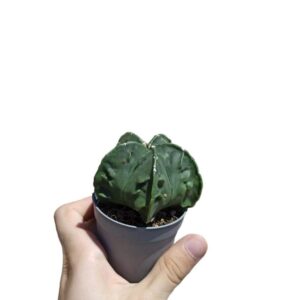 Astrophytum Myriostigma cv. Fukuryu Type B ø10cm #4