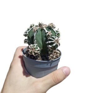 Astrophytum Ornatum cv. Haku-jo Hania f. Prolifera ø7cm #2