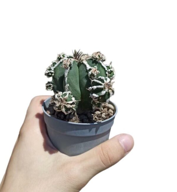 Astrophytum Ornatum cv. Haku-jo Hania f. Prolifera ø7cm #2
