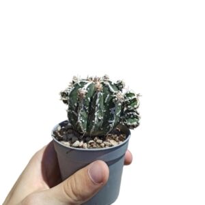Astrophytum Ornatum cv. Haku-jo Hania f. Prolifera ø7cm #4