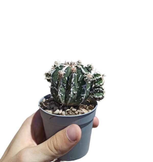Astrophytum Ornatum cv. Haku-jo Hania f. Prolifera ø7cm #4