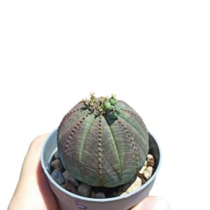 Euphorbia Obesa Female Plant ø7cm #5