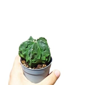 Astrophytum Myriostigma cv. Fukuryu Type B ø10cm #5
