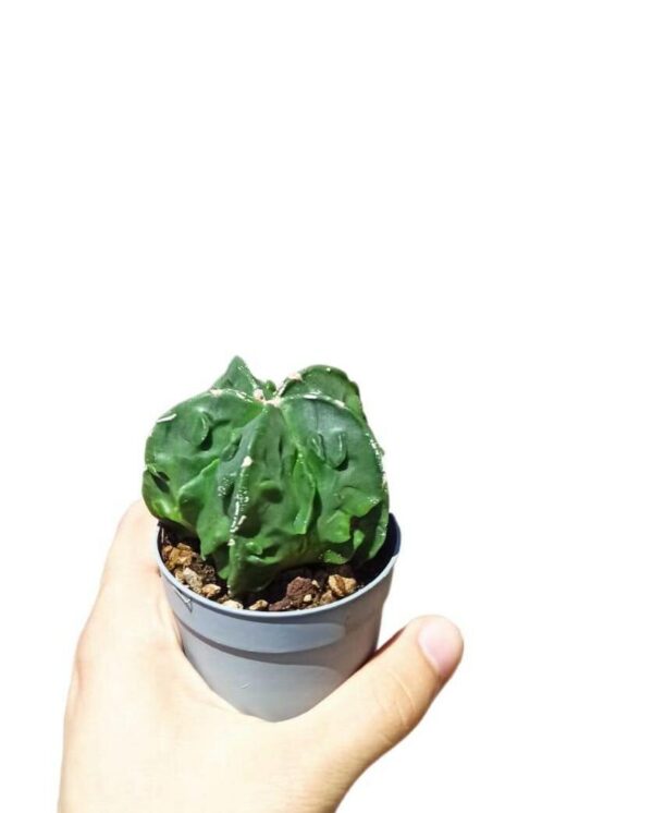 Astrophytum Myriostigma cv. Fukuryu Type B ø10cm #5