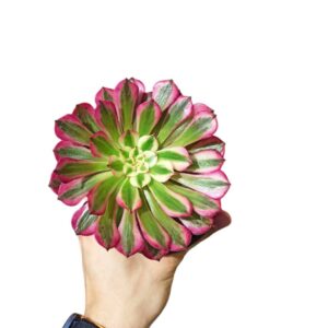 Aeonium Zwartkin f. Variegata ø10cm