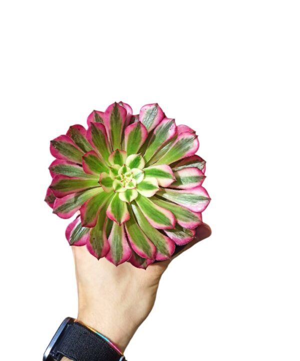 Aeonium Zwartkin f. Variegata ø10cm